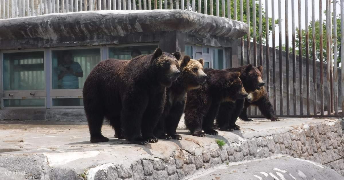 のぼりべつクマ公園入場チケット